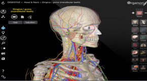 3D Organon Anatomy 3.0.0 Portable